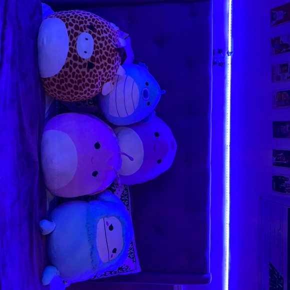 COPY - Squish for sale or trade - Picture 2 of 6